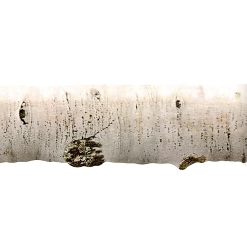 TRIMZ Wallpaper Border – Birch Tree Look, Woodland, Nature in