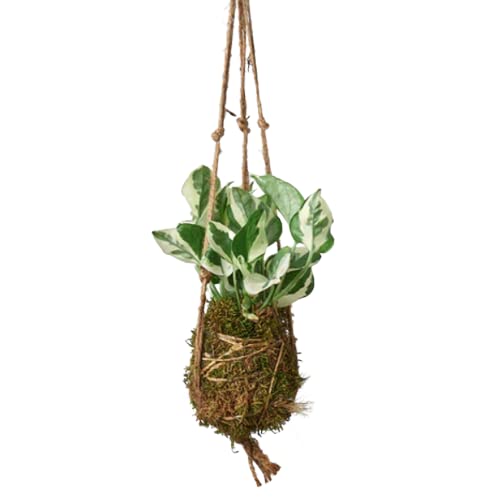 HOUSE PLANT SHOP | Pothos NJoy Kokedama Beads - 4