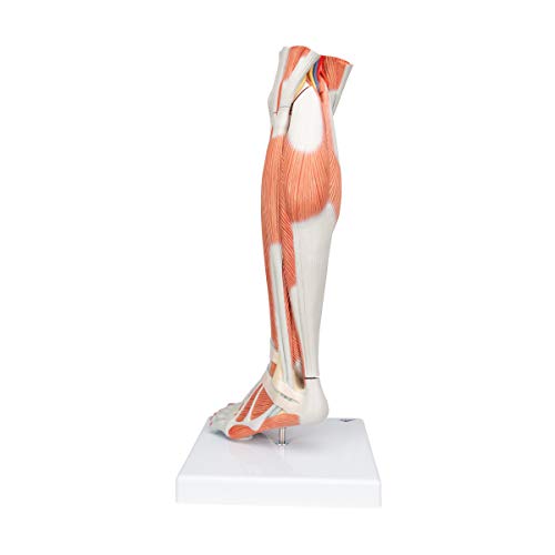 Image of 3B Scientific M22 Lower Muscled Leg w / Knee 3-part - 3B Smart Anatomy