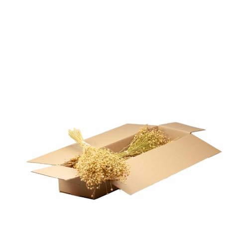 5 x linum la solution naturelle contre le transit paresseux et les inconforts digestifs
