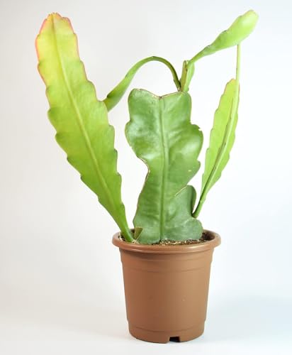 Image of Brahma Kamal Live Plant with Pot | Sacred Himalayan Rare Flowering Plant | Auspicious Vastu Plant for Home & Temple | Easy-Care Indoor-Outdoor Plant | Fresh Healthy Plant