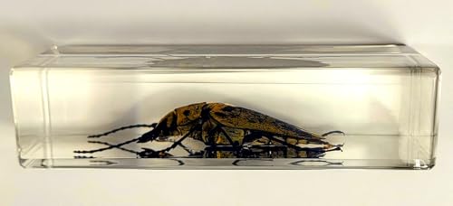 Image of 4.3 inch Real Trictenotomid Beetle in Crystal Clear Lucite Resin Specimen Preserved Large Trictenotoma Davidi Deyrolle Insect Paperweight Taxidermy Collection for Biology Science Education Display