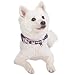 Blueberry Pet 5 Patterns Soft & Comfy Rose Flower Prints Girly Padded Adjustable Dog Collar, Large, Neck 18