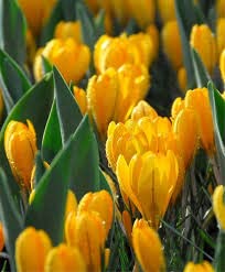 Image of IMP. Saffron | Crocus Excellent Quality Flower Bulbs for Attractive Aromatic Flowers Home Outdoor Gardening Plants Flowering Bulbs (pack of 12, Golden Crocus)