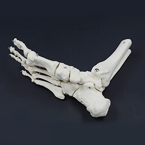Squelette d'anatomie médicale articulé avec base stable pour étude ostéologique