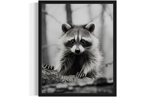 Raccoon Unframed Art Prints Posters, Black and White Animal Photography Wall Art, Wildlife Nature Photo, Exotic Animal Wall for Bathroom Bedroom Decor 71 (Raccoon, 10"L x 8"W, Unframed)