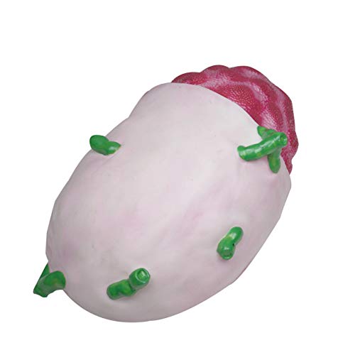 Image of Jackson Global JS00150 Human Lymph Node Model | Incredibly Detailed Model | Two Sided to Show Key Anatomical Features | Features Labelled with Accompanying Key Card