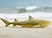 Gemini&Genius Marine Animal World Toy Lemon Shark Ocean Shark Action Figure Sea Animal Great White Shark Action Figure Soft Rubber Toys Role Play Swimming Pool Beach Bathing Toys for Kids