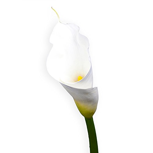 Globalrose 12 Stems Of White Calla Lilies - Fresh Flowers For Delivery #TOP3