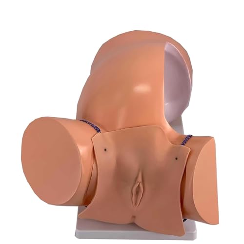 Simulateur d'entraînement fœtal AMITD utérus de bébé enseignement médical