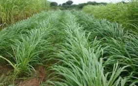 Hybrid malai makhan grass seeds,Hybrid makhan grass seeds (490gram) (B0CL2PRPMW) Amazon Price History, Amazon Price Tracker