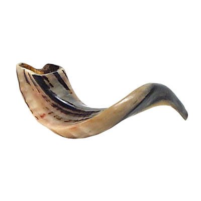 Kosher Shofar Ram's Horn Shofar Largest Size 55-60cm Polished White