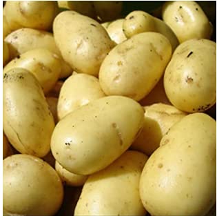 Seed Potatoes 2kg (First Earlies Pentland Javelin)