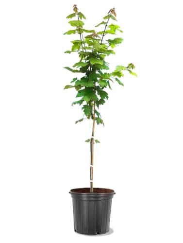 Autumn Blaze Maple, 1 Gallon Live Nursery Pot, Fast Growing ...
