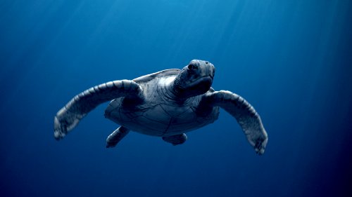 IMAX: Sea Rex 3D - Reise in die Zeit der Dinosaurier [3D Blu-ray]
