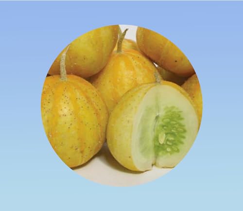 50 graines de Concombre Crystal Lemon