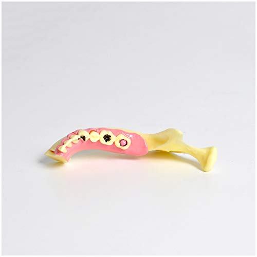 Modelo de descomposición del tejido mandibular para estudio dental pedagógico 5