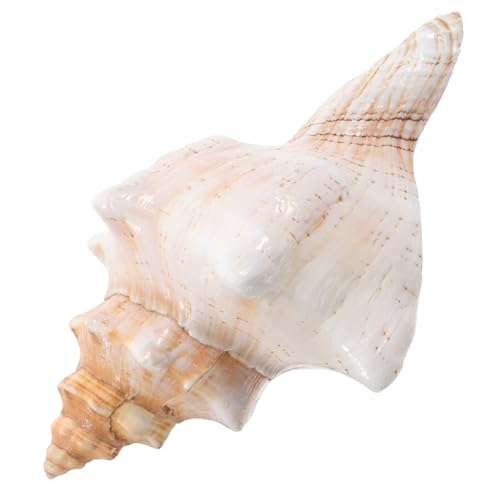 Toyvian Riesige Gestreifte Muschel 16 18cm aus Natürlicher Schnecke Robuste Aquariendekoration Vasenfüllung und Maritime Fotorequisite für Strand und Hochzeitsdeko