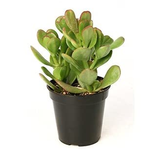 Pots and Plants Crassula Ovata Jade Plant / Live Plant for Home Decor/Jade Succulent Live Plant/Lucky Plant/Rooted in Planter Pots with Soil/Real Live Indoor Plants for Gifts or Room Decor (B098QSWPPQ) Amazon Price History, Amazon Price Tracker