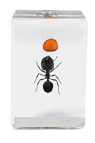Celestron 3D Bug Specimen Kit #5 #TOP4