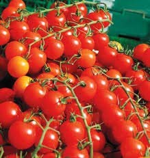 Tomato Plants, 'Sweet Million', 6 x Plug Plants Pack, Tomato Plants Ready to Plant Now, Tomatoes, Fresh and Sweet, Easy to Grow, Excellent Flavour, Garden Ready, Premium Quality Tomatoes