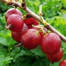 Rare Red Amla (GRAFTED) Plant,Gooseberry Plant, Amloki Plant "Thailand variety" (Fruit After 1 Year) (B0BST78QBP) Amazon Price History, Amazon Price Tracker