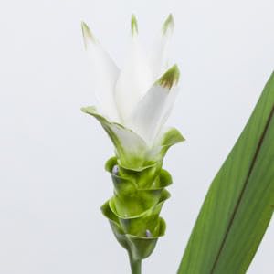 Curcuma siam shine 60cm solution végétale sans entretien lot de 16