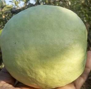 Cloud Farm "THAI 5" Grafted hybrid Guava - 1 Healthy Live THAI-5 Amrood Fruit Plant 1.5-2 Ft Height in Nursery Grow Bag for Home Garden CF_2008 (B0C3CBGM69) Amazon Price History, Amazon Price Tracker