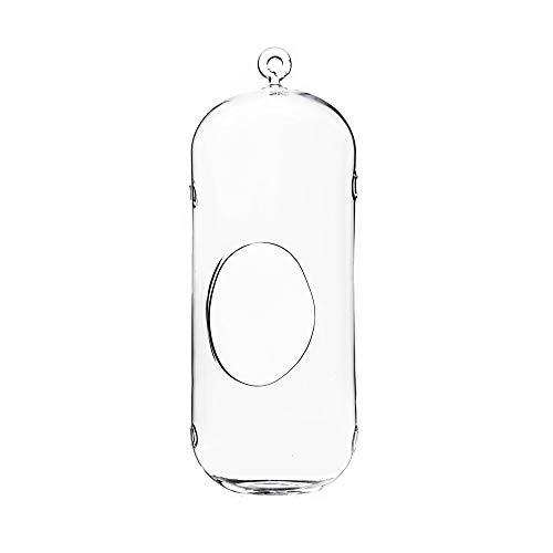 WGVI Hanging Glass Terrarium