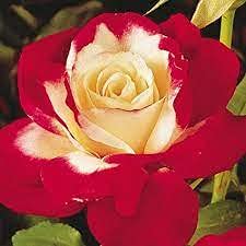 10 Double Delight Rose Flower Seeds
