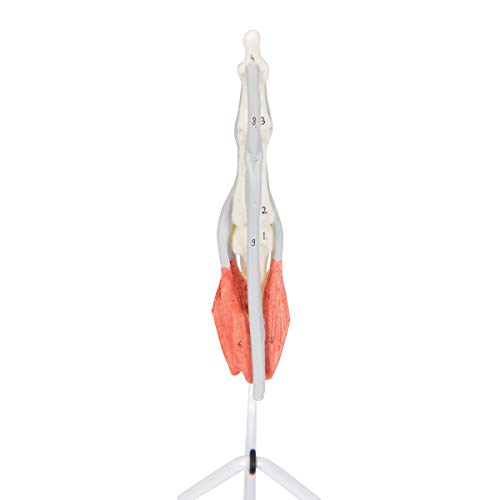 Image of 3B Scientific M19 Internal Finger Structure Model - 3B Smart Anatomy