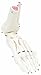 Anatomical Model: Loose Bones, Foot Skeleton with Ankle, Left - 1 Each/Each - 12-4585L