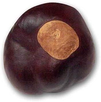Buckeye Nuts - Quarter Size - Twenty-Five Nuts