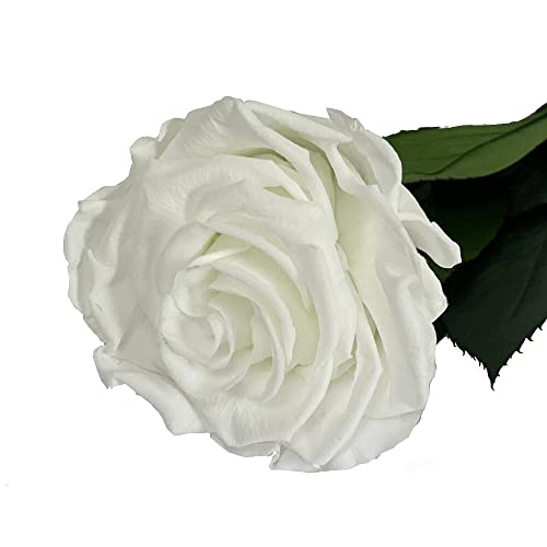 Mundo Eterno Rosa Eterna Preservada 35cm Blanca Cover
