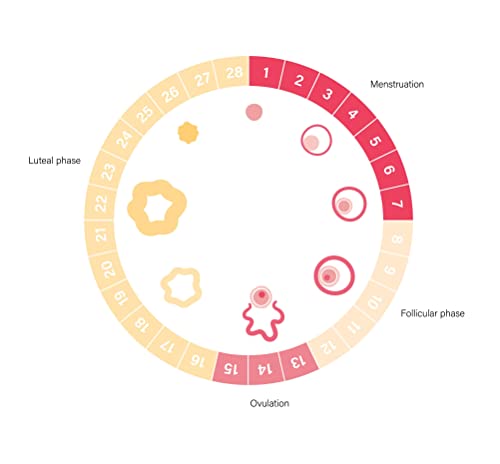 Ovuproof Pdg Tests/Progesterone Metabolite/Fda Registered Rapid Test To Confirm Successful Ovulation/Monitor Pregnancy/ 5 Tests/1Cycle/ Works Well With Ovulation/Lh Tests/ 5 Pdg Test Strips Per Box #TOP6