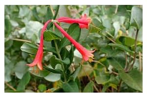 3 Honeysuckle 'Major Wheeler' Lovely Coral-Pink Climbing Honeysuckle in 4" Pots