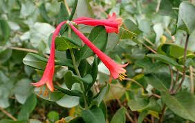 3 Honeysuckle Major Wheeler Lonicera by Daylily Nursery