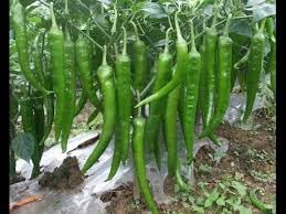 Image of Bigreen Green Chilli Live Plant with Pot | Homegrown Spicy Vegetable Plant for Kitchen Garden | Easy Grow & Harvest | Balcony & Outdoor Gardening - Pack of 1
