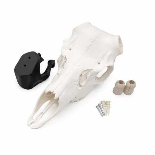 Deer Skull Antler Mount Kit European Mount Bracket | Use Your Own Shed or Harvested Antlers | DIY Euro Mount | Whitetail Mule Deer Antler Mounting Kit | Hardware Included (White Skull)