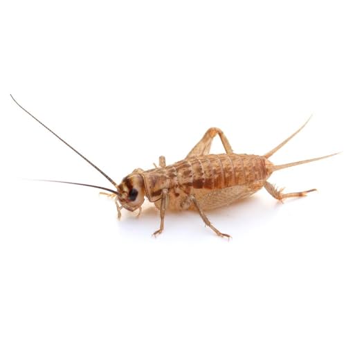 Heimchen klein Dose 80 STK. | Futterinsekten lebend | Futtertiere für...