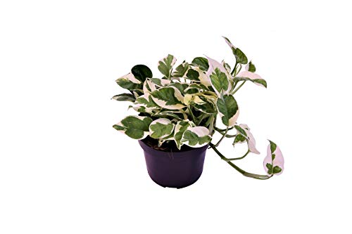Epipremnum pinnatum 'N-Joy' 20-30 cm – weiß panaschierte Efeutute – pflegeleichte Zimmerpflanze – luftreinigend & dekorativ – ideal für Wohnzimmer, Büro & Hängeampeln