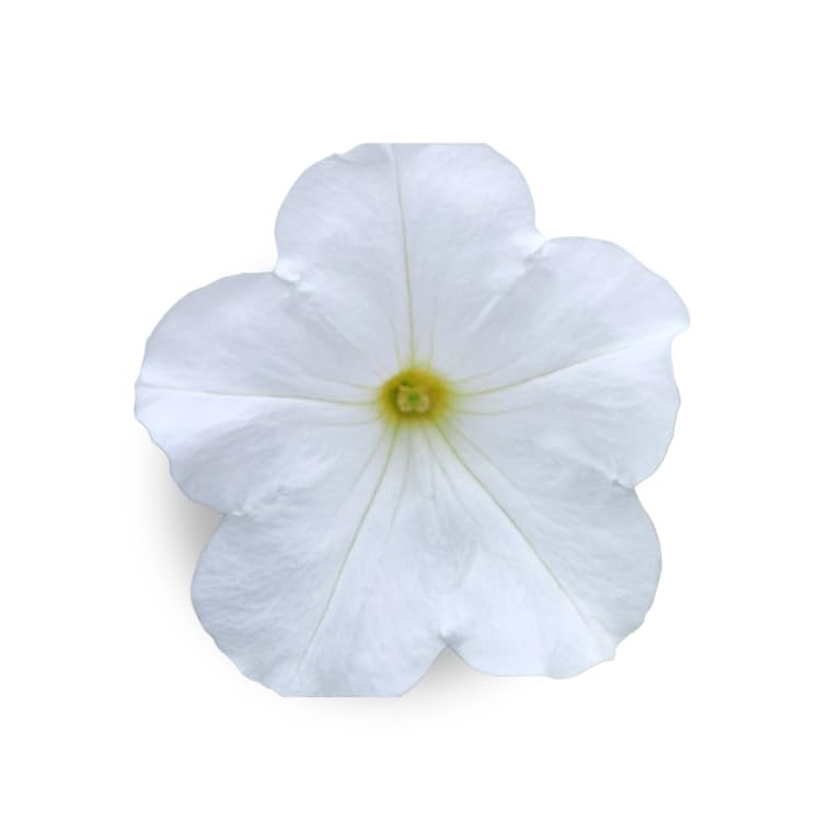 White Petunia Complete Seed Pod Plugs