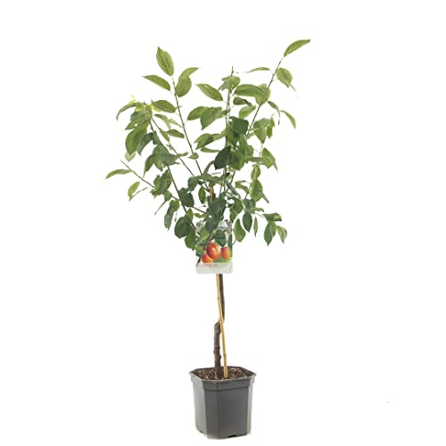 Prunus domestica Victoria | oranje pruim | Ø 24 cm - Image 3