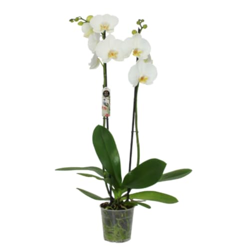 Planta natural Orquídea Phalaenopsis Blanca, 65 cm. Planta con flores, elegante y duradera, ideal para interiores por su fácil cuidado. Segura Garden.