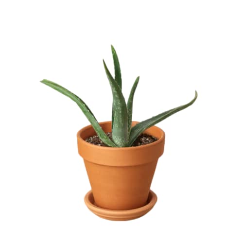 HOUSE PLANT SHOP | Succulent 'Aloe Vera' - 6" Pot | Live Indoor P...