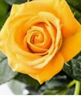 NATURE WORLD PREMIUM HYBRID IMPORTED YELLOW COLOUR 7 DAYS LIVE BIG FLOWER HEALTHY LIVE ROSE PLANT (B0BPLY4HW6) Amazon Price History, Amazon Price Tracker