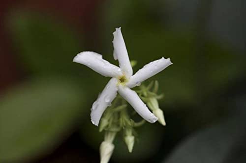 Rare 5G Scented Jasmine Flower Seed