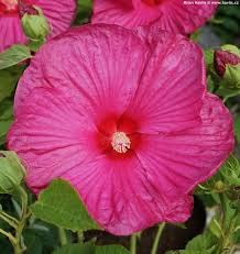 Luna Rose Hibiscus Plant in a 3.5\