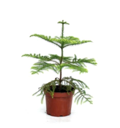 Planta natural Araucaria heterophylla, 40-50 cm. Pino de Norfolk. Árbol perenne, de hojas en forma de aguja, de aspecto simétrico y elegante. Segura Garden.