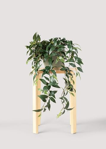 Fake Ruscus Leaf Hanging Plant - 31